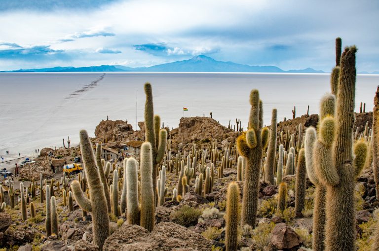 cactus plants on brown sand near body of water during daytime