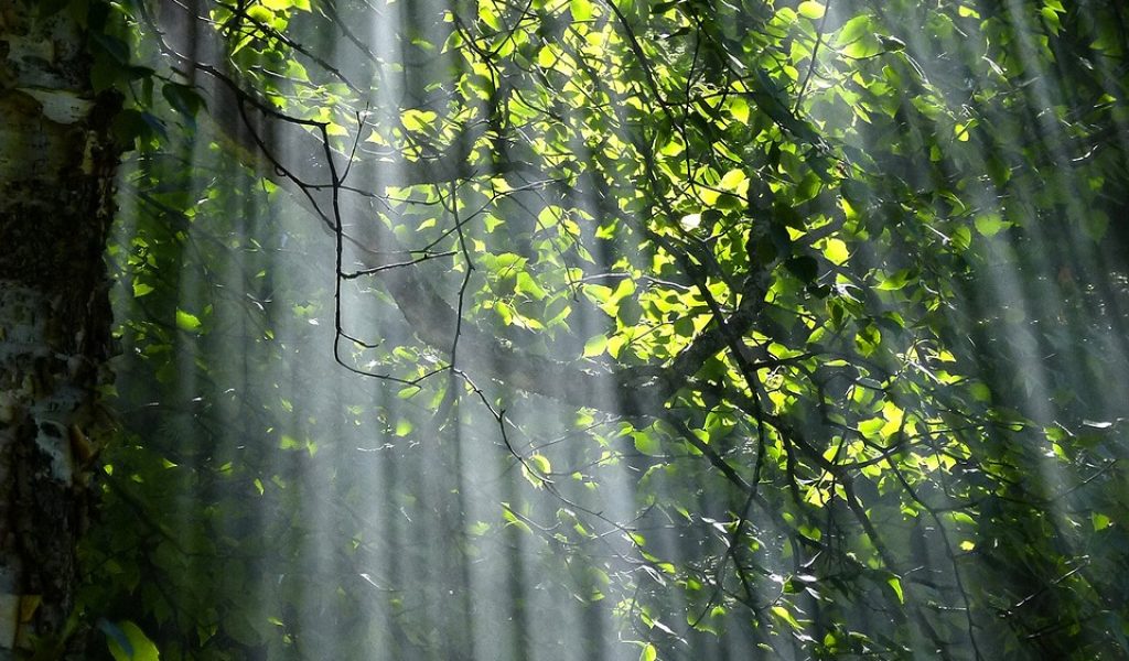 forest, trees, sunlight pixabay